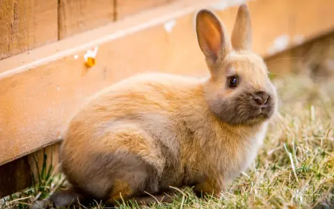 Ein flauschiges Kaninchen sitzt im Gras neben einem Holzzaun. Es bereitet sich auf den Kaninchen Nestbau vor.