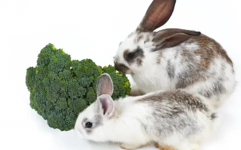 Zwei Kaninchen knabbern genüsslich an einem grünen Brokkoli.
