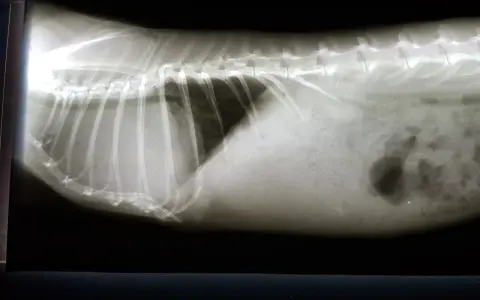 Röntgenbild eines Kaninchens mit einem auffälligen Schatten im Bauchraum, der auf einen möglichen **Kaninchen Tumor** hindeutet.