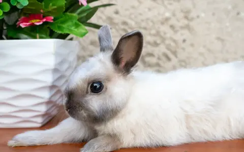 Ein süßes Kaninchen mit Siam-Zeichnung liegt neben einem weißen Blumentopf. Informationen zu verschiedenen Kaninchenrassen von A-Z mit Bildern.