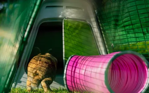 Ein braunes Kaninchen rennt in einen pinken Tunnel. Hinter ihm ist ein grünes Gehege mit einer Tür.
