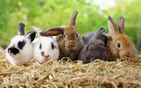 Fünf süße Kaninchen, darunter ein Kalifornier Kaninchen, kuscheln sich im Heu.