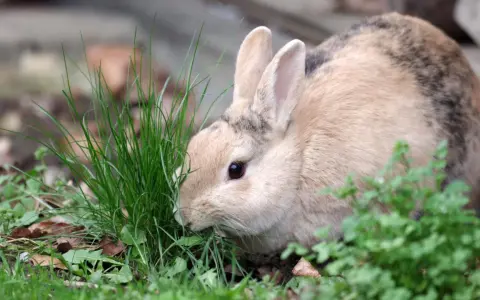 Ein flauschiges Kaninchen knabbert genüsslich an frischem Schnittlauch.