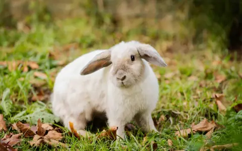 Ein flauschiges weißes Kaninchen sitzt im Gras. Es fragt sich, warum buddeln Kaninchen, vielleicht um sich zu verstecken oder ein Nest zu bauen.