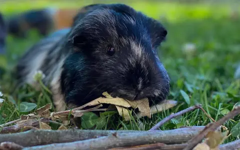Ein schwarz-weiß geflecktes Ahorn Meerschweinchen liegt im Gras und knabbert an einem Blatt.