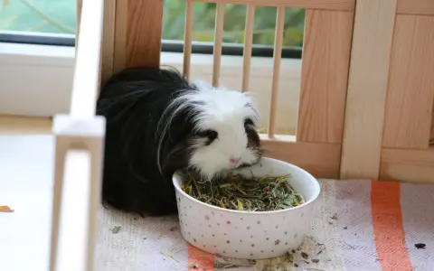 Ein flauschiges Meerschweinchen mit schwarz-weißer Fellzeichnung frisst genüsslich aus einem Sternen-Napf mit trockenfutter.