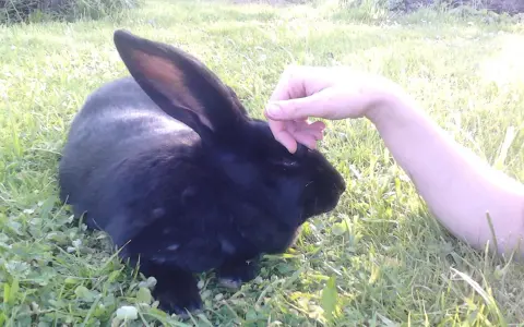 Eine Hand streichelt sanft ein schwarzes Kaninchen im Gras.