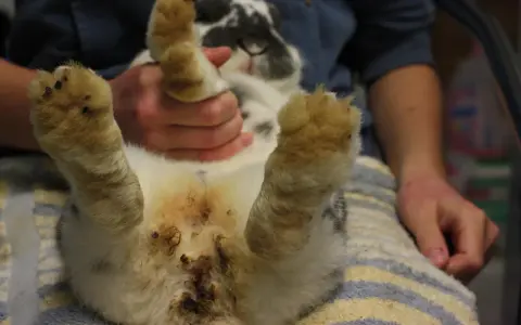 Kaninchen after mit kot verklebt, die Pfoten sind ebenfalls verschmutzt.