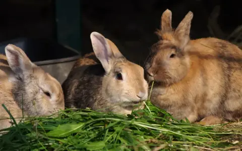 Drei Kaninchen fressen genüsslich frisches Grün. Sie zeigen, was fressen wildkaninchen: Gras und Kräuter.