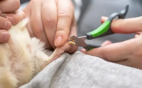 Hände schneiden vorsichtig die Krallen eines Meerschweinchens mit einer kleinen Schere.