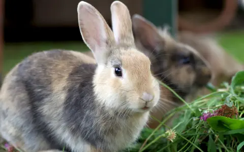 Zwei Kaninchen fressen im Gras. Ein Kaninchen mit braun-grauem Fell und hellem Gesicht ist im Vordergrund. Ein weiteres Kaninchen ist unscharf im Hintergrund zu sehen.