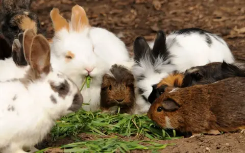 Eine Gruppe von Meerschweinchen und Kaninchen teilt sich genüsslich frisches Gras.