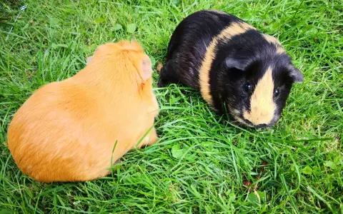 Zwei Meerschweinchen, eines orange und eines schwarz-gelb gestreift, genießen das Gras.