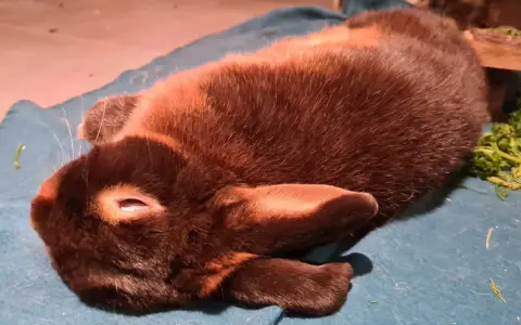 Ein braunes Kaninchen liegt entspannt auf einer blauen Decke. Es scheint, als ob das Kaninchen rammelt ununterbrochen, aber es ist nur ein Traum.