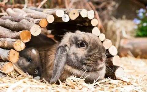 Zwei niedliche Zwergwidder, braun und grau, kuscheln sich in ihrem Unterschlupf aus Holz.