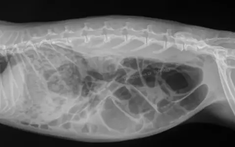 Röntgenbild eines Kaninchens. Der Bauch ist stark aufgebläht, was auf einen gluckernenden Darm hindeutet.