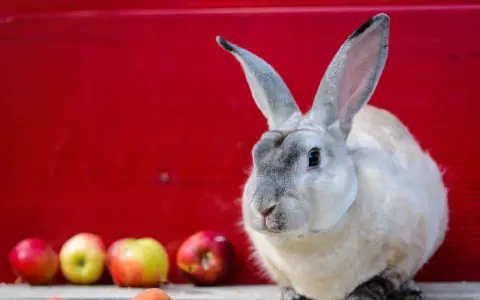 Ein flauschiger Castor Rex Hase sitzt vor einer roten Wand, daneben liegen Äpfel und Karotten.