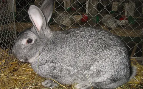 Ein graues kleinchinchilla kaninchen sitzt auf Stroh in einem Käfig.