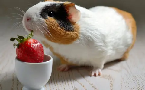 Ein Meerschweinchen nascht genüsslich von einer Erdbeere in einem kleinen weißen Napf.