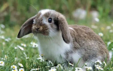Ein süßes Kaninchen zittert leicht im Gras, umgeben von Gänseblümchen.