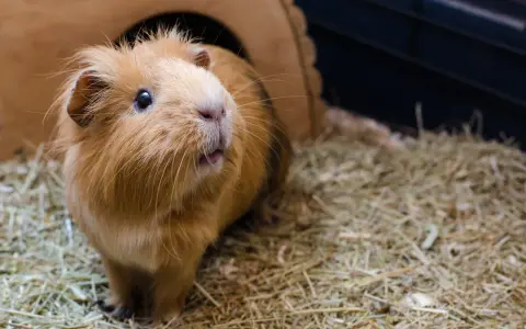Ein flauschiges Meerschweinchen sitzt auf einer dicken Schicht Heu vor seinem Holzhaus.