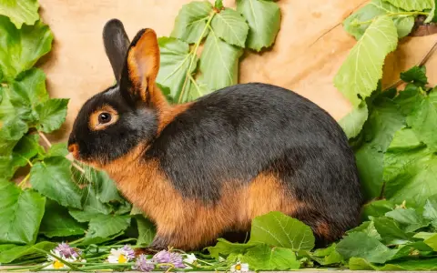 Ein Lohkaninchen schwarz mit braunen Akzenten sitzt inmitten grüner Blätter und kleiner Blüten auf Holz.