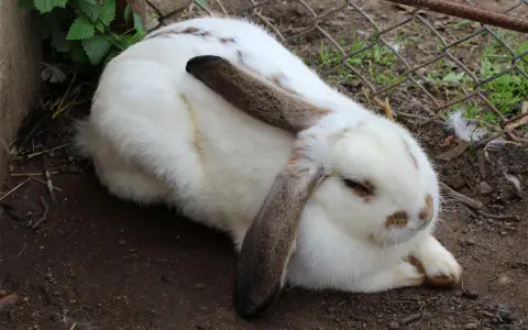 Ein weißes Kaninchen mit braunen Flecken und Schlappohren liegt entspannt im Dreck. Die Ohren sind ein guter Indikator für die Kaninchen Temperatur.
