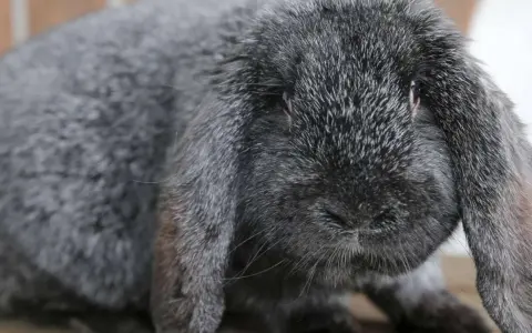 Grauer Meißner Widder mit langen Schlappohren. Ein süßer Hase, den man kaufen kann.