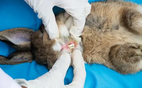 Tierarzt untersucht Kaninchenmaul auf Abszess. Hausmittel können bei leichten Entzündungen helfen, aber bei Verdacht auf Abszess ist professionelle Hilfe nötig.