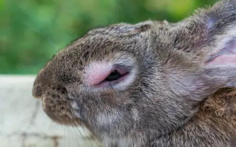 Nahaufnahme eines Kaninchenkopfes mit gereiztem Auge, möglicherweise durch einen Parasiten verursacht.