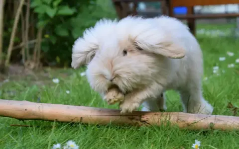 Ein flauschiges Teddy Zwergkaninchen mit langen Ohren hoppelt über eine grüne Wiese mit Gänseblümchen und über einen Ast.