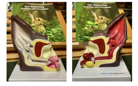 Modell eines Kaninchenohrs, das die Anatomie zeigt. Ein Buch über Kaninchenernährung und Gesundheit ist im Hintergrund zu sehen.