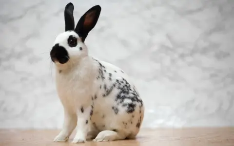 Ein niedliches Wiener Kaninchen mit schwarzen Flecken und langen Ohren sitzt auf einem Holzboden vor einem marmorierten Hintergrund.