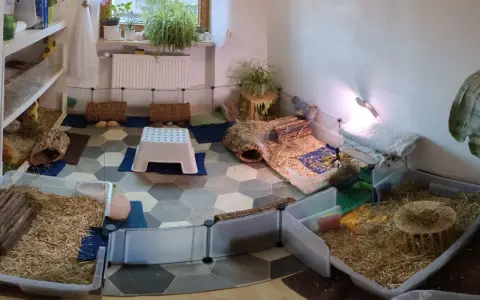 Ein geräumiges Meerschweinchen Gehege, inspiriert von Kallax Regalen, mit viel Einstreu, Häusern und Verstecken für die kleinen Nager.