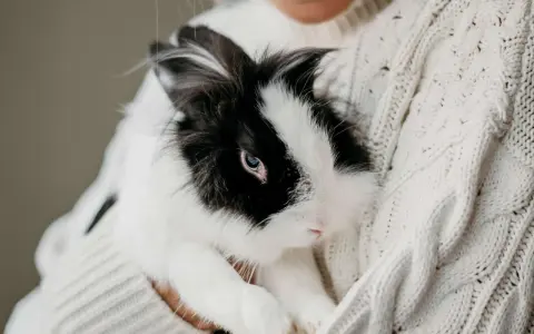 Ein schwarz-weißes Kaninchen kuschelt sich in eine Person, die einen dicken Strickpullover trägt.