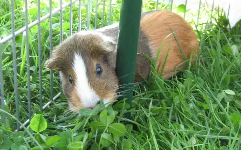 Ein neugieriges Meerschweinchen mit weißer Blesse schaut aus dem Gras hervor. Es ist in einem Gehege, umgeben von grünem Giersch.