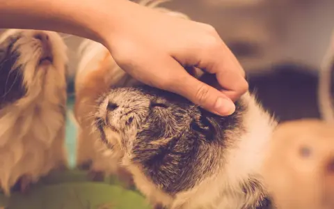 Eine Hand streichelt sanft ein Meerschweinchen. Ein weiteres Meerschweinchen ist im Hintergrund zu sehen.