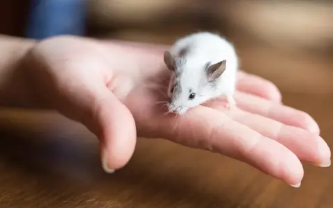 Ein kleines, weiß-graues Maus-Haustier sitzt neugierig auf einer menschlichen Hand.