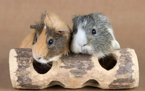 Zwei Meerschweinchen, die sich gut verstehen, schauen neugierig aus einem Holzversteck. Sie sind ein tolles Beispiel dafür, wie gut sich Meerschweinchen vergesellschaften lassen.