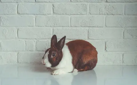Ein braun-weißes Kaninchen liegt auf einer glatten Oberfläche vor einer weißen Ziegelwand. Seine Augen sind weit geöffnet, ein mögliches Zeichen für Kaninchen Stress Symptome.