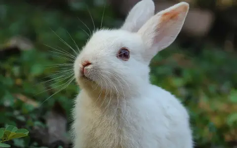 Ein weißes Kaninchen mit langen Schnurrhaaren und rosa Ohren blickt neugierig in die Ferne. Die Vielfalt der kaninchen farben ist faszinierend.