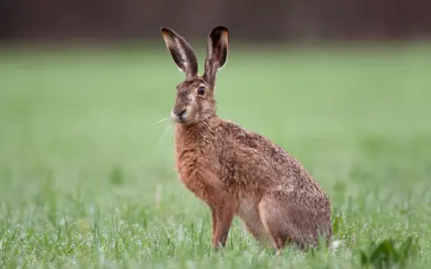 Ein Feldhase sitzt im Gras. Er spitzt die Ohren, als ob er ein leises Fiepen hört.