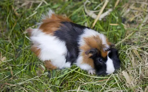 Ein buntes Meerschweinchen mit Fell in Schwarz, Weiß und Braun liegt im Gras. Ein süßer kleiner Schatz für die Meerschweinchen Zucht.