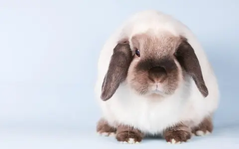 Ein süßes schlappohr kaninchen sitzt auf hellblauem Hintergrund.