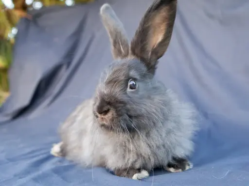 Ein flauschiges Kaninchen mit langen Ohren sitzt auf einem blauen Tuch. Es ist ein Beispiel für flauschige Kaninchen Rassen.