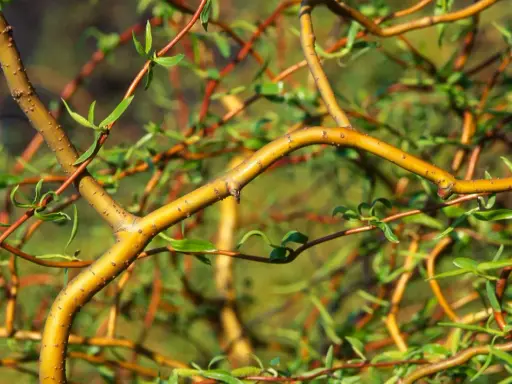 Korkenzieherweide-Äste, die sich wie ein Nest für ein kleines Kaninchen winden.
