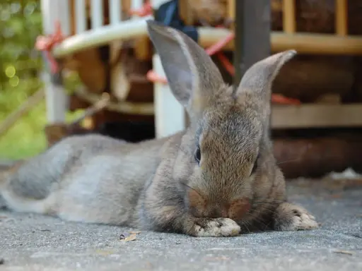 Ein braunes Kaninchen liegt entspannt auf der Seite auf grauem Untergrund. Seine Pfoten sind vor dem Gesicht verschränkt.