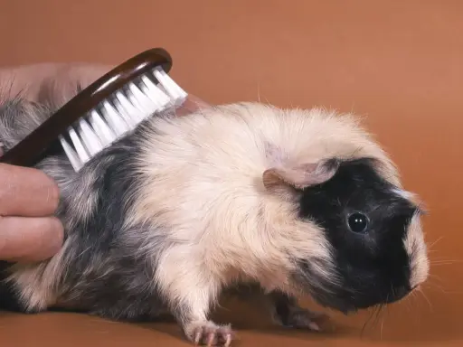 Ein Meerschweinchen bekommt eine meerschweinchen frisur. Eine Hand bürstet sein Fell, um es schön und ordentlich zu halten.