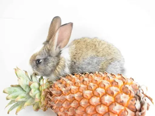 Ein süßes Kaninchen knabbert an den Blättern einer Ananas.