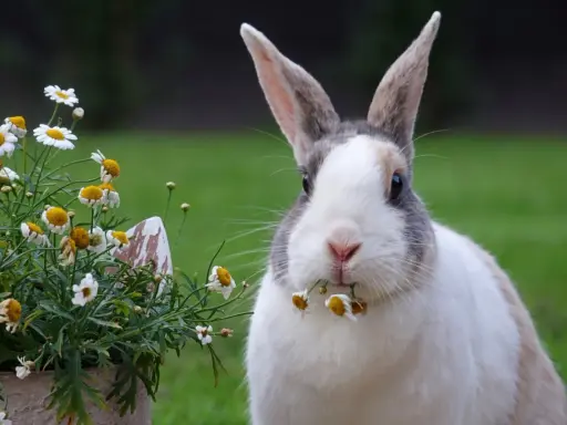 Ein Kaninchen knabbert an Gänseblümchen. Manche Blumen, welche blumen fressen kaninchen nicht, sind giftig.